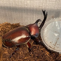 国産カブトムシ オス、メス譲ります‼️の画像