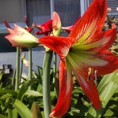 アマリリスの種