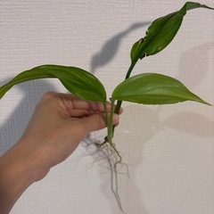 ヤマサキカズラ
