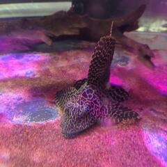 セルフィンプレコ　熱帯魚の画像