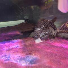 セルフィンプレコ　熱帯魚の画像