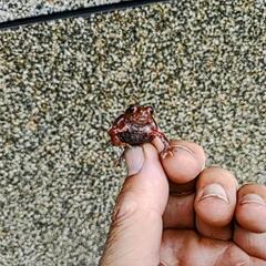 ベビーサイズのヒキガエル！
3センチくらい、
本州発送可能ですの画像