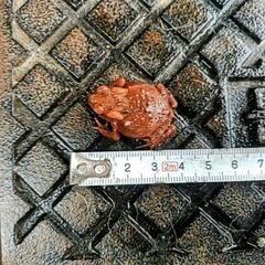 ベビーサイズのヒキガエル！
3センチくらい、
本州発送可能ですの画像