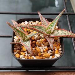 アロエ　ドニー　多肉植物　アガベ　サボテン　エケベリア　の画像
