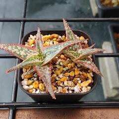 アロエ　ドニー　多肉植物　アガベ　サボテン　エケベリア　
