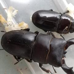 オキナワヒラタクワガタ国頭村産ペア
