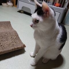 満を持して募集します！チョビヒゲチョビ君里親募集