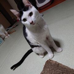 人の言葉がわかる！チョビヒゲチョビ君里親募集
