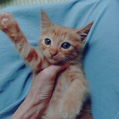 可愛い子猫2ヶ月くらい