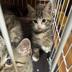 白ソックスが可愛い黒多めのきじしろ猫