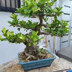 ガジュマル 盆栽の画像