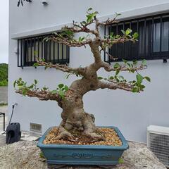 ガジュマル 盆栽の画像