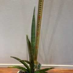 サンスベリア　　カタナ
の画像