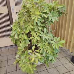 カポック（鉢植え共に）