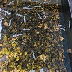 ミユキメダカ１５匹