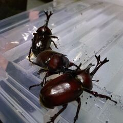 カブトムシ　オス・メス　３ペア　②