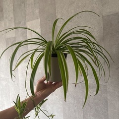 オリズルラン　親株。子株付き