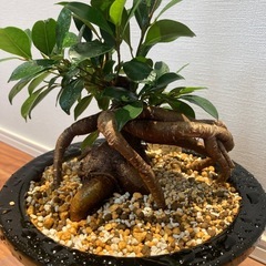 ガジュマルの画像