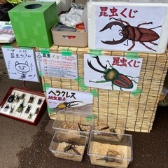 昆虫くじイベント開催❗️桐山プロパン商会駐車場にて「いこいキッチン」も同時開催❗️ - 藤沢市