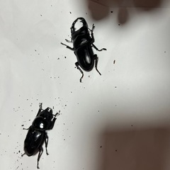 オオクワガタ2匹の画像