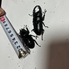 オオクワガタ2匹の画像