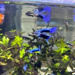 国産グッピーMIX　稚魚！　🤗の画像