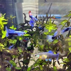 国産グッピーMIX　稚魚！　🤗の画像
