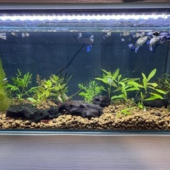 国産グッピーMIX　稚魚！　🤗の画像