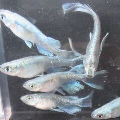 「龍尾 リュウビ」の有精卵 30個＋α　ありがとうございました。...