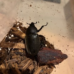 カブトムシ新成虫②の画像