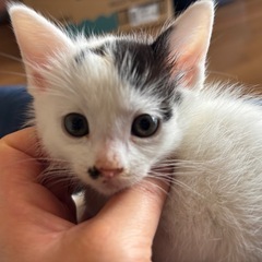 しろくろちゃん