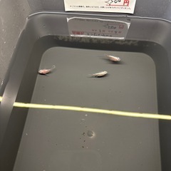無人めだか販売所の画像