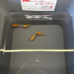 無人めだか販売所の画像