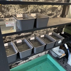 無人めだか販売所