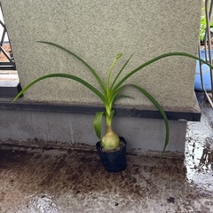 オーニソガラムコーダツム苗