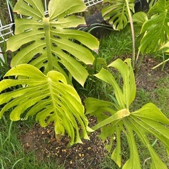 モンステラ④の画像