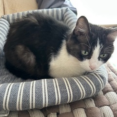 ミックス　里親募集中