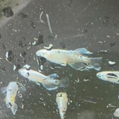 内田町蛍放流イベントとメダカ掬い