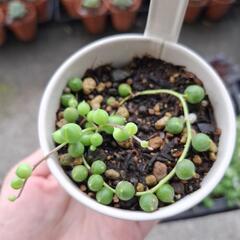 【多肉植物】グリーンネックレス