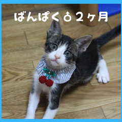  ミルクから育てた超甘えん坊な万博兄妹