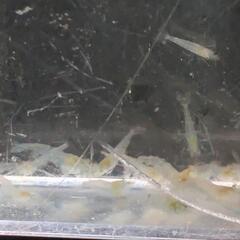 大量ミナミヌマエビ 1000匹セット　活餌等に最適な稚エビですの画像