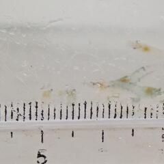 大量ミナミヌマエビ 1000匹セット　活餌等に最適な稚エビですの画像