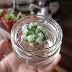 【多肉植物】オブツーサ