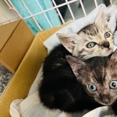 ♦️とにかくキュート❣️ふわふわ❣️コロコロ〜アメショmix親指...