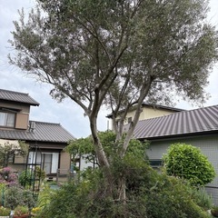 6メートルオリーブの画像