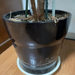 観葉植物  
インドゴムの木 鉢付きの画像