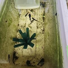 松井ヒレ長黒蜂１cmくらいの稚魚10匹の画像
