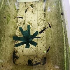松井ヒレ長黒蜂１cmくらいの稚魚10匹の画像