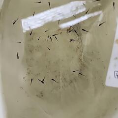 松井ヒレ長黒蜂１cmくらいの稚魚10匹の画像