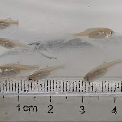 カネヒラの幼魚の画像